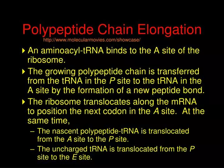polypeptide chain elongation