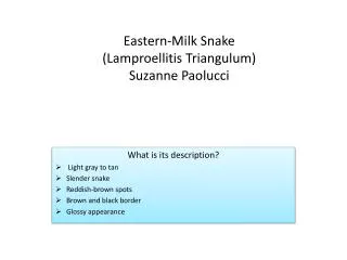 Eastern-Milk Snake (Lamproellitis Triangulum) Suzanne Paolucci
