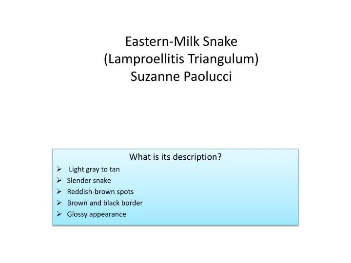 eastern milk snake lamproellitis triangulum suzanne paolucci