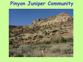 Pinyon Juniper Community