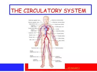 THE CIRCULATORY SYSTEM