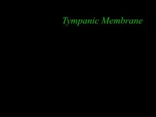 Tympanic Membrane