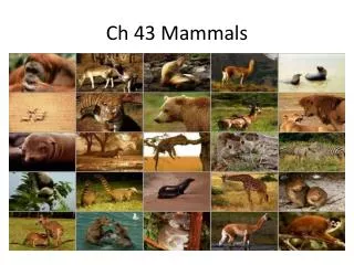 Ch 43 Mammals