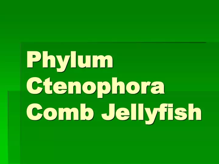 phylum ctenophora comb jellyfish