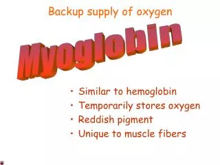 Similar to hemoglobin Temporarily stores oxygen Reddish pigment Unique to muscle fibers