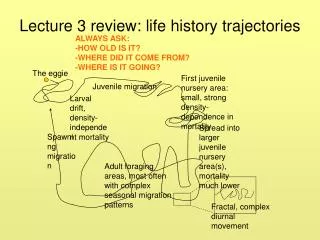 Lecture 3 review: life history trajectories
