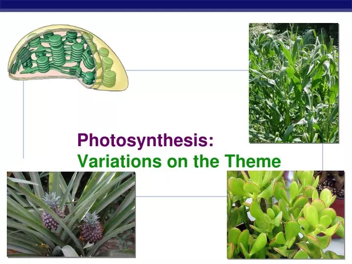 photosynthesis variations on the theme