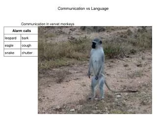 Communication in vervet monkeys
