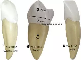 What Tooth?