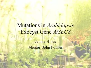 Mutations in Arabidopsis Exocyst Gene AtSEC8