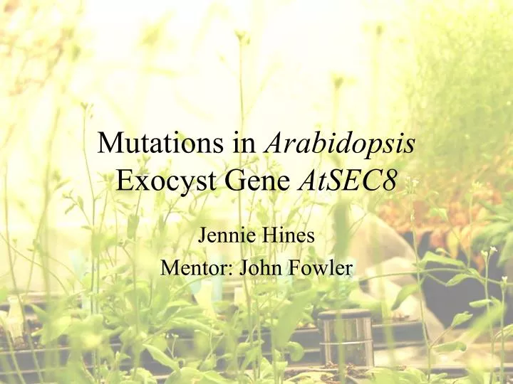 mutations in arabidopsis exocyst gene atsec8