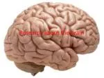 Research about the brain - slide 1