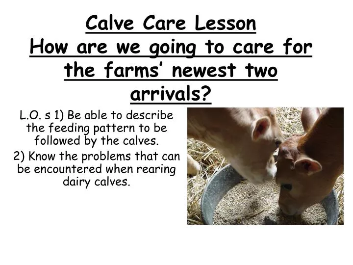 calve care lesson how are we going to care for the farms newest two arrivals