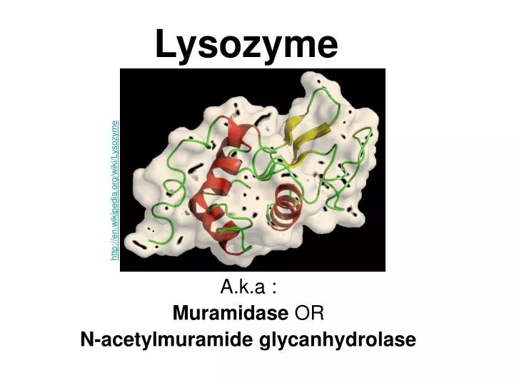 lysozyme