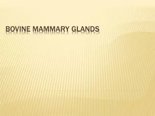 Bovine mammary glands