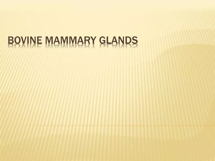 bovine mammary glands