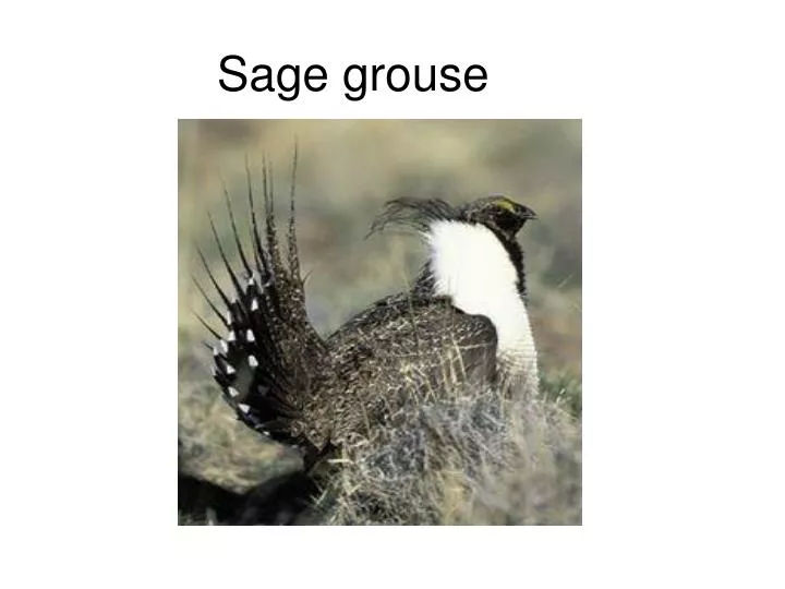 sage grouse