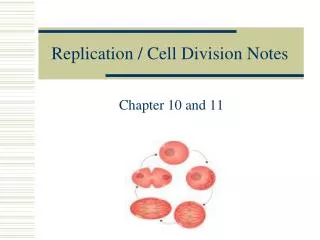 Replication / Cell Division Notes
