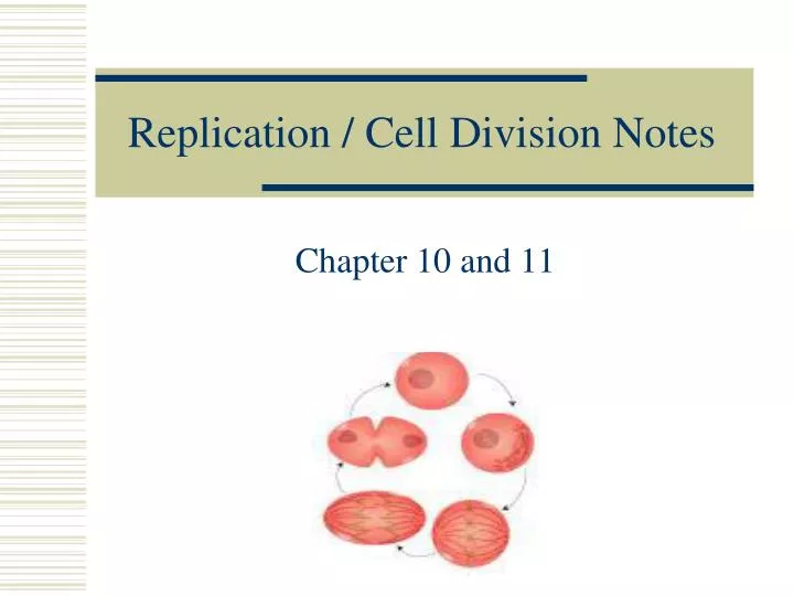 replication cell division notes