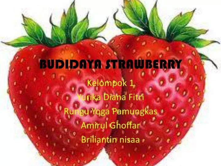 budidaya strawberry