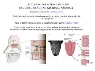 LECTURE 18: OLFACTION AND TASTE