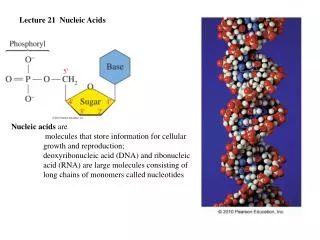 Lecture 21 Nucleic Acids