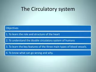 the circulatory system