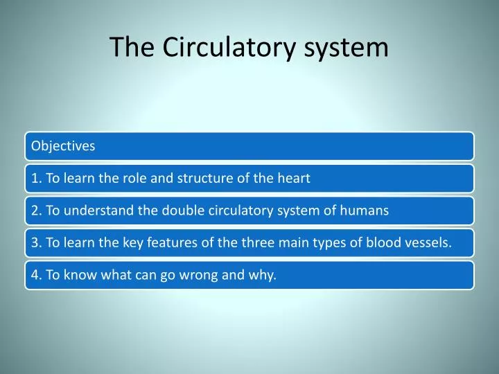 the circulatory system