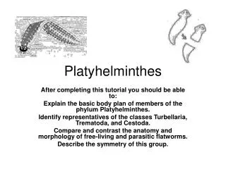 Platyhelminthes