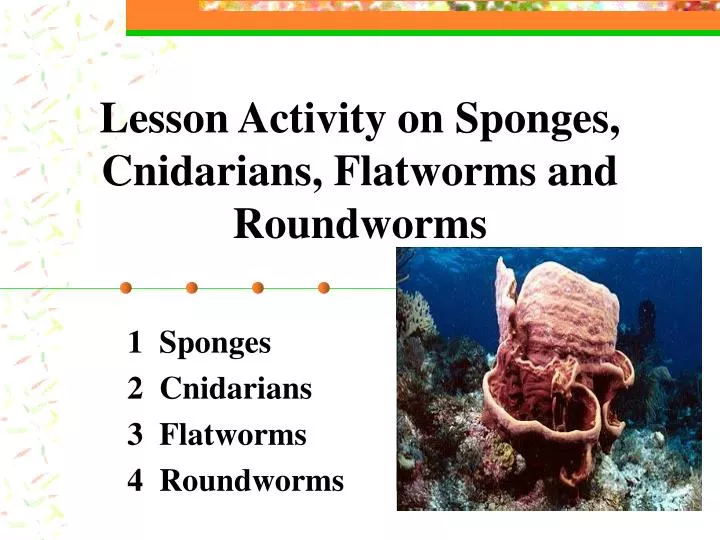 lesson activity on sponges cnidarians flatworms and roundworms