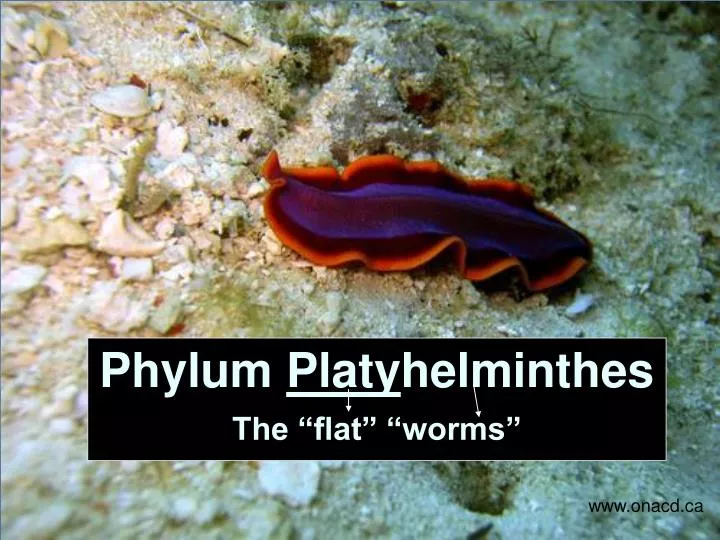 phylum platy helminthes the flat worms