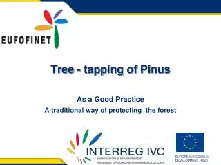 Tree - tapping of Pinus