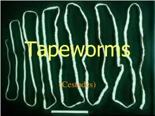 Tapeworms