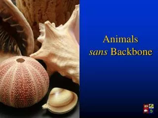 Animals sans Backbone
