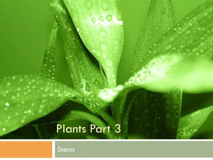 plants part 3