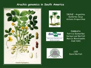 Arachis genomics in South America