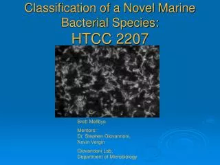 Classification of a Novel Marine Bacterial Species: HTCC 2207