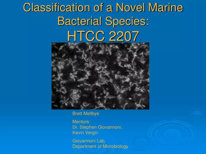 classification of a novel marine bacterial species htcc 2207