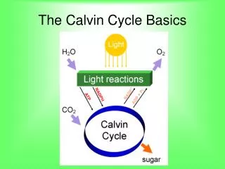 The Calvin Cycle Basics
