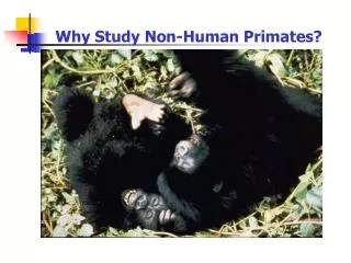Why Study Non-Human Primates?