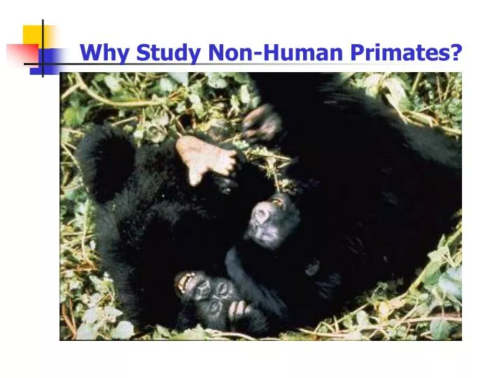 why study non human primates