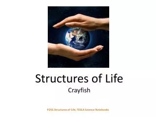 Structures of Life Crayfish