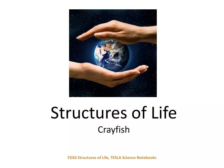 structures of life crayfish