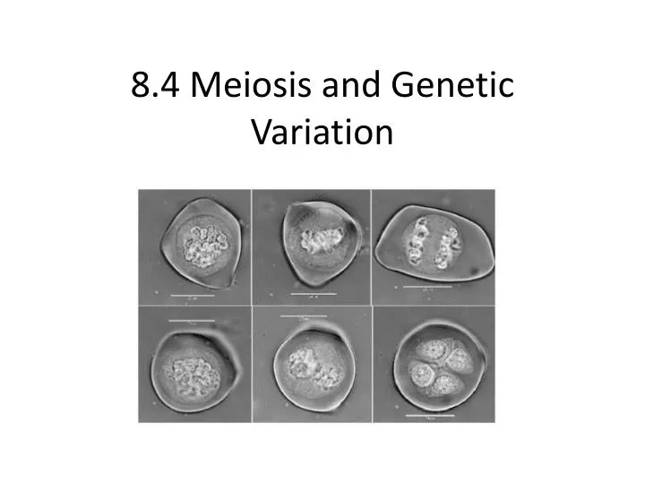 8 4 meiosis and genetic variation