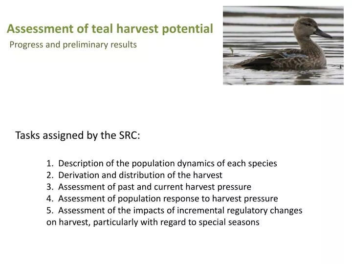 assessment of teal harvest potential