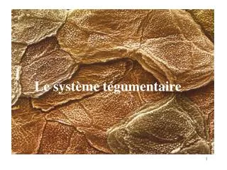 le syst me t gumentaire