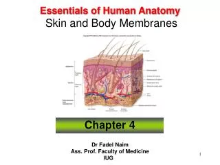 Essentials of Human Anatomy Skin and Body Membranes