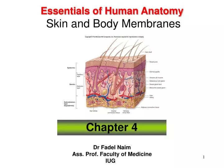 essentials of human anatomy skin and body membranes