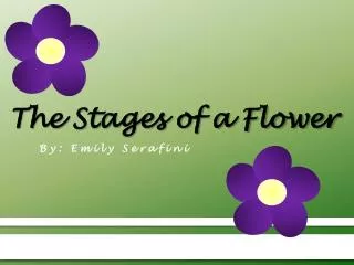 The Stages of a Flower