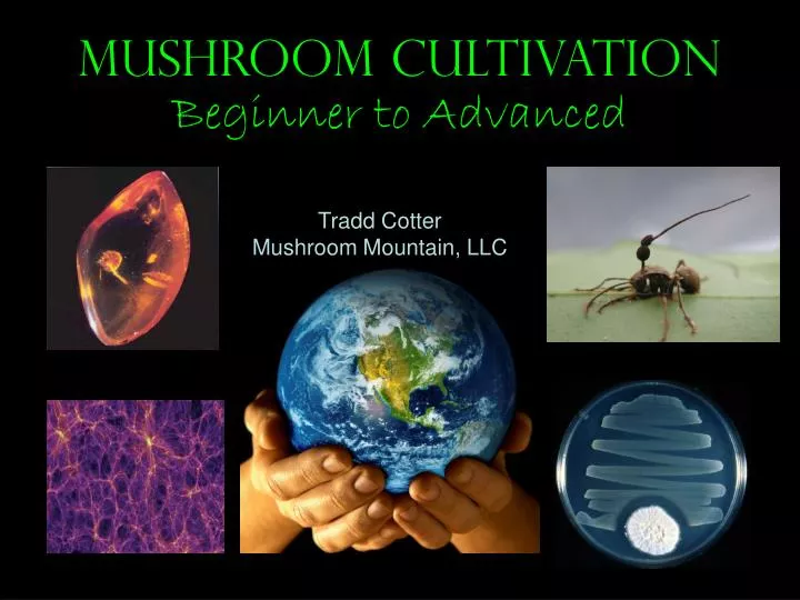 mushroom cultivation beginner to advanced